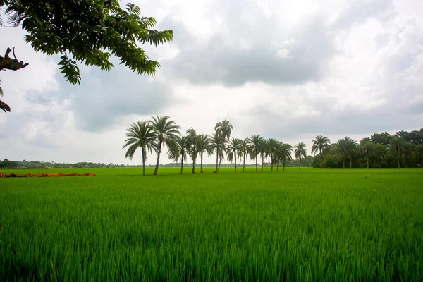 Некоторые Пальмы Стоят Зеленом Рисовом Поле Джессоре Бангладеш — стоковое фото