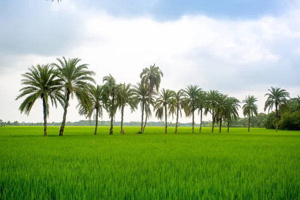 一些椰枣树矗立在孟加拉国杰索雷的绿色稻田里 — 图库照片