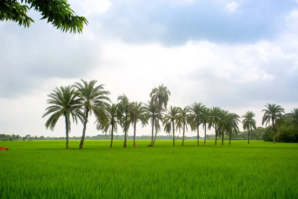 Some Date Palm Trees Standing Green Paddy Field Jessore Bangladesh — Stock Photo, Image