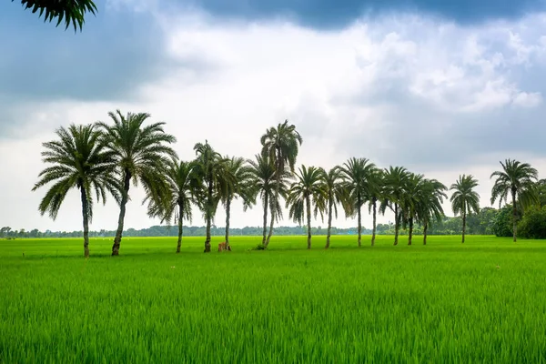 Some Date Palm Trees Standing Green Paddy Field Jessore Bangladesh — Stock Photo, Image