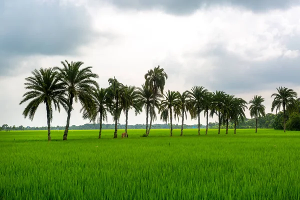 Niektóre Palmy Datowane Stojące Zielonym Polu Rybackim Jessore Bangladesz — Zdjęcie stockowe