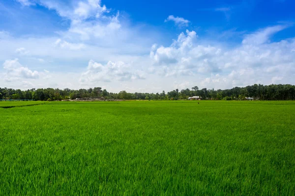Campo Arroz Verde Paddy Sob Céu Azul Jessore Bangladesh — Fotografia de Stock