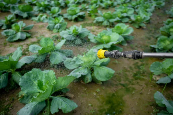 Püskürtme kılavuzunun hortumundan böcek ilacı püskürtüyorum. Sebze bahçelerindeki böcekleri kontrol etmek için ilaçlara sprey sıkıldı..
