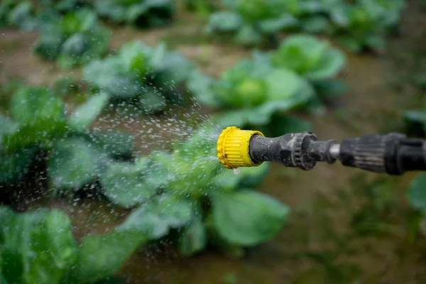 Spraying Pesticide Nozzle Sprayer Manual Medicines Being Sprayed Control Insects — Stock Photo, Image