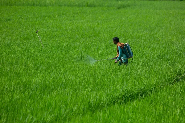 Fazendeiro Pulveriza Pesticidas Seu Campo Arroz Verde Com Uma Máquina — Fotografia de Stock