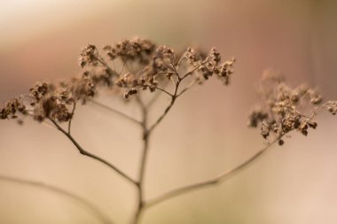 ilkbaharda sonbahar motifleri