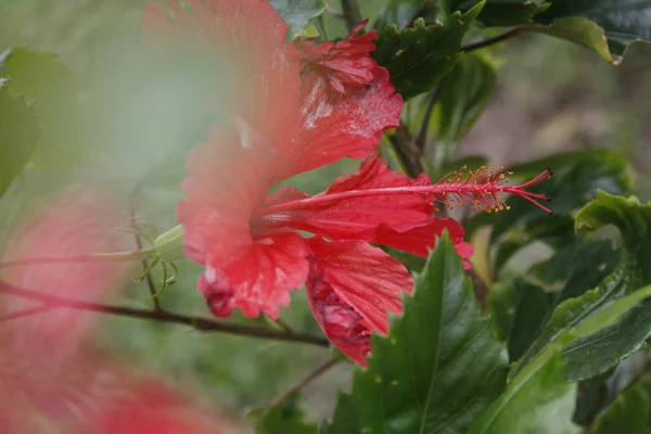 Belle Fleur Tropicale Rouge — Photo