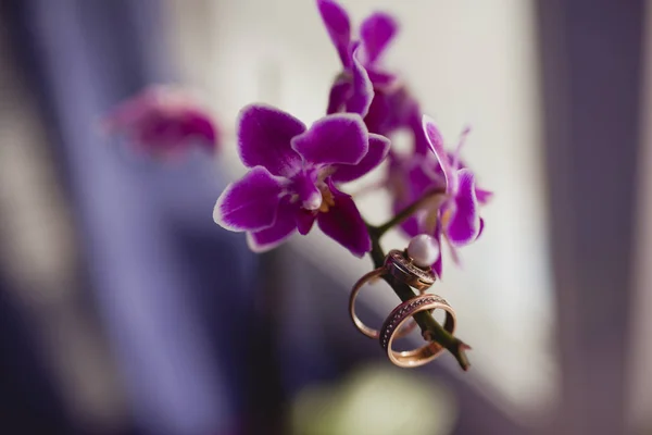 Ringe Auf Lila Orchidee — Stockfoto