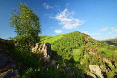Kuzey Kafkasya 'nın dağlarındaki Shatdzhatmaz Platosu' nda Pinus kochiana ve huş ağacı Betula Raddeana ile kaplı akşam dağlarının manzarası