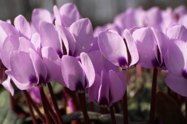 İlkbaharın başlarında Kuzey Kafkasya 'nın eteklerinde yeşil yapraklı Cyclamen purpurascens çiçekleri.                               