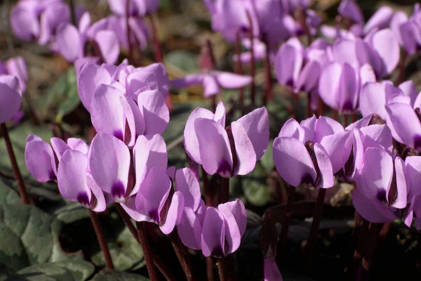 Close Spring Blooming Alpine Cyclamen Purpurascens Pink Flowers Green Leaves — Stock Photo, Image