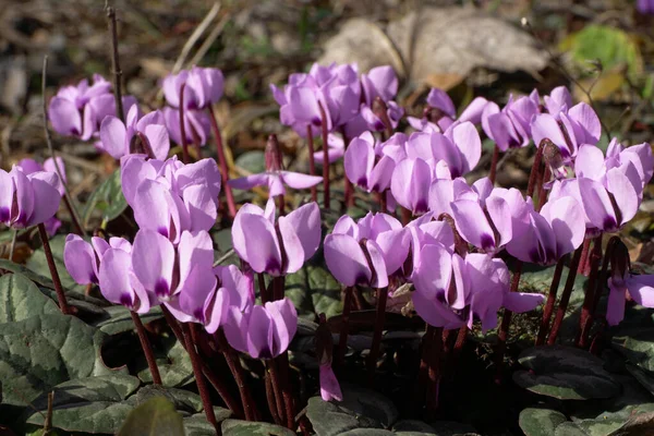Spring Flowering Alpine Cyclamen Cyclamen Purpurascens Pink Flowers Green Leaves — Stock Photo, Image
