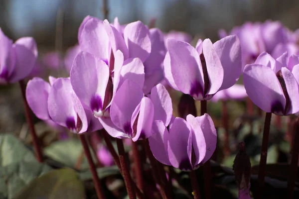 Közelkép Tavaszi Virágzó Cyclamen Purascens Rózsaszín Virágok Zöld Levelek Lábánál — Stock Fotó