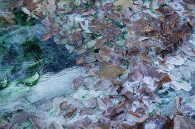 Assinsky ve Dzheyrakhsky geçitleri, Ingushetia, Kuzey Kafkasya arasında yosun ve yapraklarla akan sülfat ve karbonat pınarı.                               