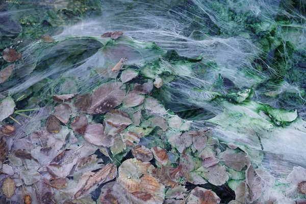 Assinsky ve Dzheyrakhsky geçitleri, Ingushetia, Kuzey Kafkasya arasında yüksek bir dağ geçidinde su yosunlarıyla birlikte sülfat ve karbonat yatakları.                               