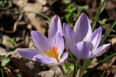  Kuzey Kafkasya ormanında, mor çiçekler ve turuncu keklerle genç bahar çiçekleri yasemin Crocus sativus 'un yakın çekimi.                              