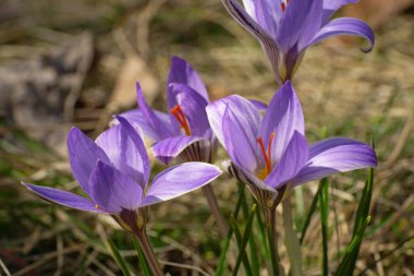  Mor bahar Kafkas çiçekleri primrose yasemin Crocus sativus ve turuncu stamens Kuzey Kafkasya ormanında yeşil yapraklar arasında                              