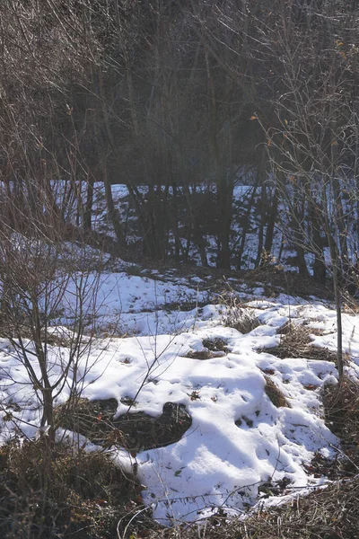 Alp Dzheyra-Assinsky doğal müzesi Ingushetia, Kuzey Kafkasya 'daki Guloyhi dağ geçidinde sonbahar ağaçları ve karla kaplı dağlık ormanın manzarası.