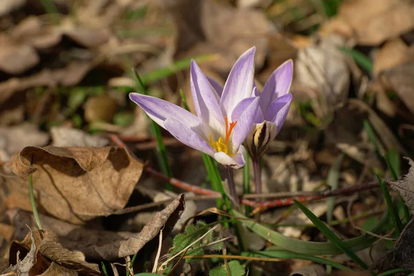 Primo Piano Una Pianta Effimera Caucasica Primula Gelsomino Crocus Sativus — Foto Stock