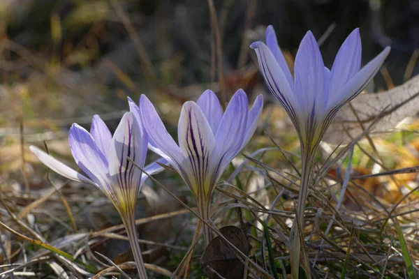 Närbild Vit Vårlila Krokus Sativus Blomma Med Apelsinstammar Som Växer — Stockfoto