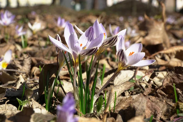 Frühling Kaukasische Primel Jasmin Crocus Sativus Mit Violetten Blüten Und — Stockfoto