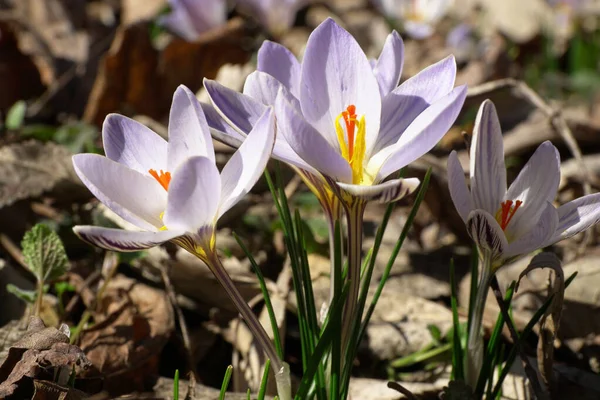Primer Plano Una Flor Crocus Sativus Púrpura Primaveral Caucásica Con —  Fotos de Stock