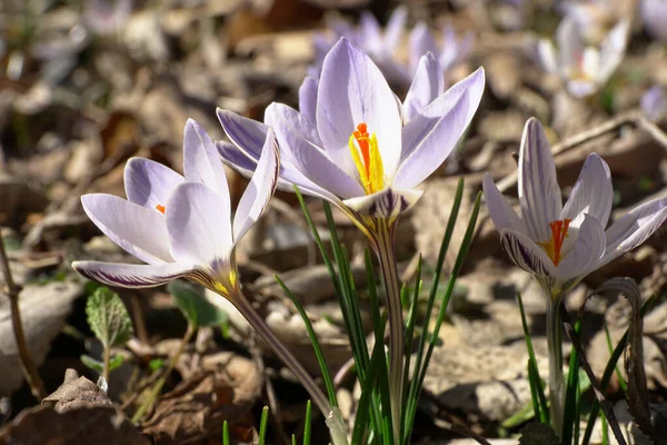 Jaro Kavkazský Pomíjivý Rostlina Primrose Jasmín Crocus Sativus Fialovými Květy — Stock fotografie