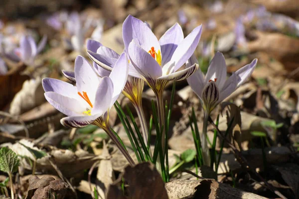 Primavera Temprana Onagra Efímera Caucásica Jazmín Crocus Sativus Con Flores —  Fotos de Stock