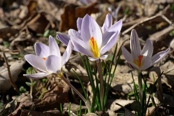 Časné Jaro Efemérní Primrose Jasmín Crocus Sativus Pestrobarevnými Purpurovými Květy — Stock fotografie