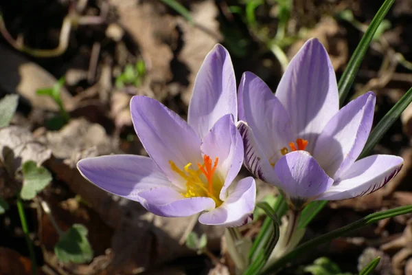 在北考卡苏森林里 用紫色花朵和橙色雄蕊对春季报春花茉莉花番红花进行了特写 — 图库照片