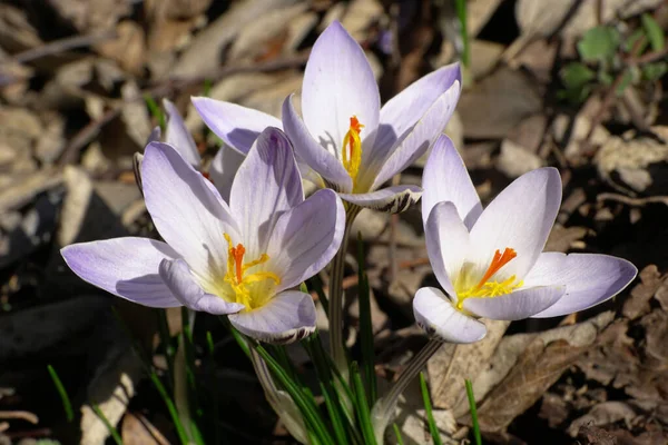 北考卡苏山麓草地上的白茉莉花报春花和各种紫色花的特写 — 图库照片