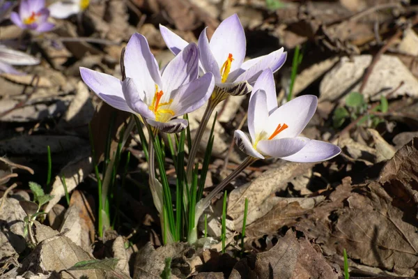 Primavera Temprana Planta Efímera Caucásica Crocus Sativus Con Flores Púrpuras —  Fotos de Stock
