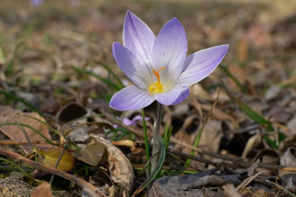 在北考卡苏山麓的森林里 一只生有紫色花朵和橙色雄蕊的年轻的春天球茎型报春花茉莉花的特写 — 图库照片