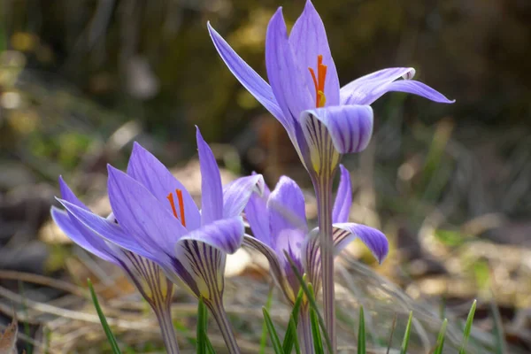 北高加索山麓草甸草甸中长有各种紫色花的球茎型白种人速生植物茉莉花的特写 — 图库照片