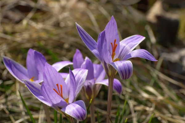 Kuzey Kafkasya ormanlarındaki yeşil yapraklar arasında yeşil yapraklar ve turuncu keklerle kaplanmış Kafkasya 'nın baharının genç mor çiçekleri.                               