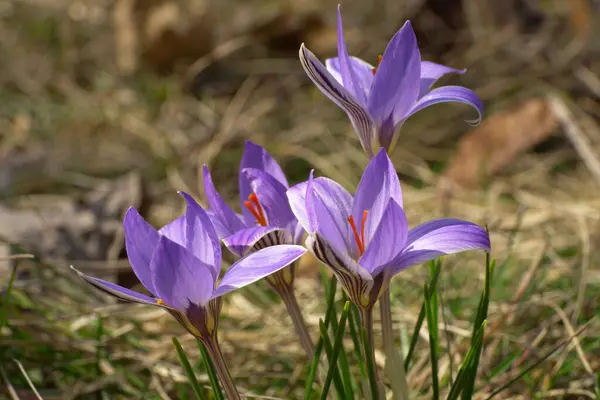 北高加索山脚下的紫色报春花与年轻的短茉莉花番石榴的橙色雄蕊的特写 — 图库照片