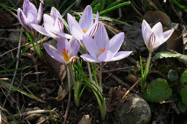 Primavera Temprana Planta Bulbosa Efímera Caucásica Crocus Sativus Con Flores —  Fotos de Stock