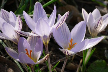 Kuzey Kafkasya 'nın eteklerindeki yeşil yapraklar arasında çeşitli mor çiçekler ve turuncu keklerle bahar soğanı Jasmine Crocus sativus.                               