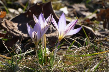 Kuzey Kafkasya 'nın eteklerinde mor, çeşitli çiçekler ve turuncu keklerle Kafkas geçici pjasmine Crocus sativus.                               
