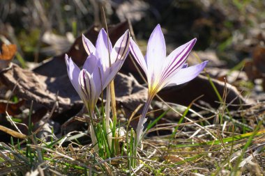  Kuzey Kafkasya 'nın eteklerinde mor, değişik çiçekler ve turuncu erkek organlarıyla Kafkas geçici primrose yasemin Crocus sativus.                              