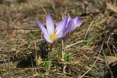 Kuzey Kafkasya 'nın eteklerinde yetişen mor çiçekleri ve turuncu erkek amblemleriyle İlkbahar Kafkas geçici primrose yasemin Crocus sativus