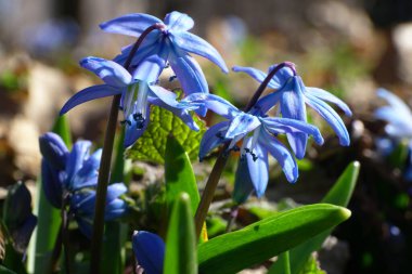 Kuzey Kafkasya 'nın eteklerinde mavi çiçekli, çiçekli bir bahar bitkisinin çalılığına yakın.                               