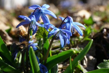 Kuzey Kafkasya 'nın eteklerinde mavi çiçekli erken bahar bitkisi Scilla Kafkasya' nın yakın çekimi.                               