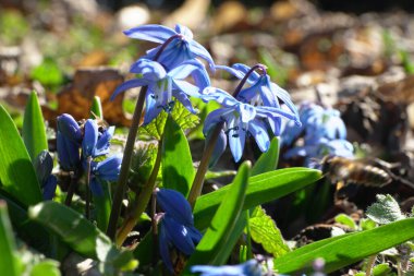  Kuzey Kafkasya 'nın eteklerinde mavi çiçekli erken bahar bitkisi HScilla Kafkasya                              