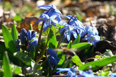 Kuzey Kafkasya 'nın eteklerindeki yeşil yaprakların arasında mavi çiçekli bahar aygırı Scilla Kafkasya                               