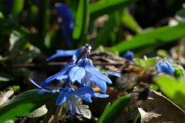 Kuzey Kafkasya 'nın eteklerinde çiçek açan mavi çiçekli bahar çiçeği Scilla Kafkasya' nın yakın çekimi.