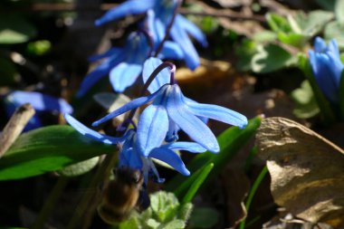  Kuzey Kafkasya 'nın eteklerinde çiçek açan mavi çiçekli bahar çiçeği Scilla Kafkasya' nın yakın çekimi                              
