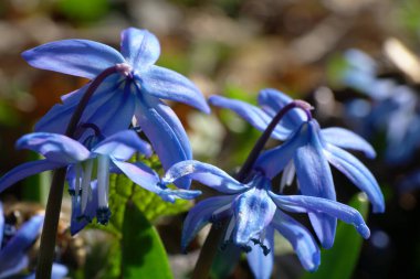 Kuzey Kafkasya 'nın eteklerindeki dağ eteklerinde bulunan Scilla Kafkasya kabilesinin maharetleriyle ilkbaharın taze mavi çiçekleri.                               
