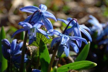 Kuzey Kafkasya 'nın eteklerindeki yeşil yaprakların arasında, Scilla Kafkasya' nın erkeklik organlarıyla mavi çiçeklerin yakın çekimi.                               