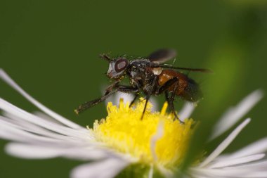 Makro küçük tüylü çiçek sineği Clairvillia biguttata siyah-kahverengi ve kırmızı vücudu ile Kuzey Kafkasya 'nın eteklerindeki beyaz bir çiçek üzerinde polen ve nektar toplar.                               